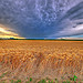 Kansas Wheat in Late Summer Storm