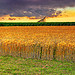 July Clouds Over Kansas Wheat Sunset