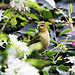 Tennessee Warbler