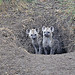 Kenya Safaris, Tour Kenya Vacation, Travel, Exciting Trips Africa