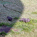 Kenya Safaris, Tour Kenya Vacation, Travel, Exciting Trips Africa