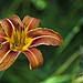 North Carolina Lily