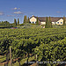 New York, Long Island, Sagaponack, Wolffer Vineyard
