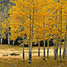The Best Kind of Gold - Fall in the Jemez Mountains, New Mexico