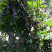Vermont Wild Grapes
