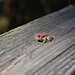Tennessee Toad Frog