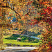 Autumn Leaves on the North Carolina back roads