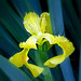 Louisiana Iris