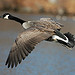 Canada Goose, Maryland, Jan. 27